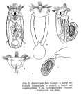 Anuraeopsis fissa
