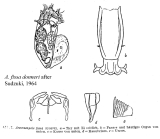 Anuraeopsis fissa