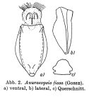 Anuraeopsis fissa