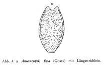 Anuraeopsis fissa