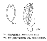 Anuraeopsis fissa