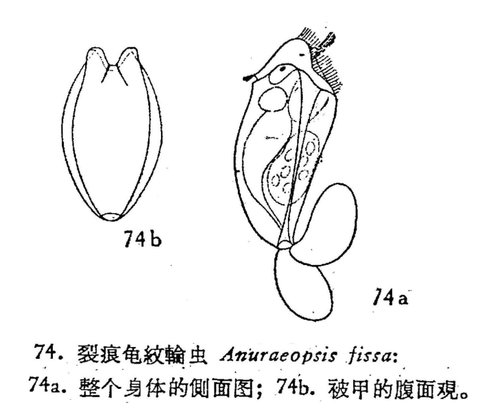 Anuraeopsis fissa Anuraeopsis fissa