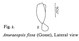 Anuraeopsis fissa