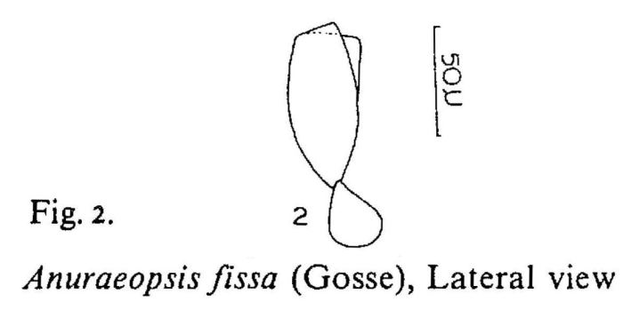 Anuraeopsis fissa Anuraeopsis fissa