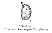 Anuraeopsis fissa