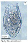 Anuraeopsis fissa