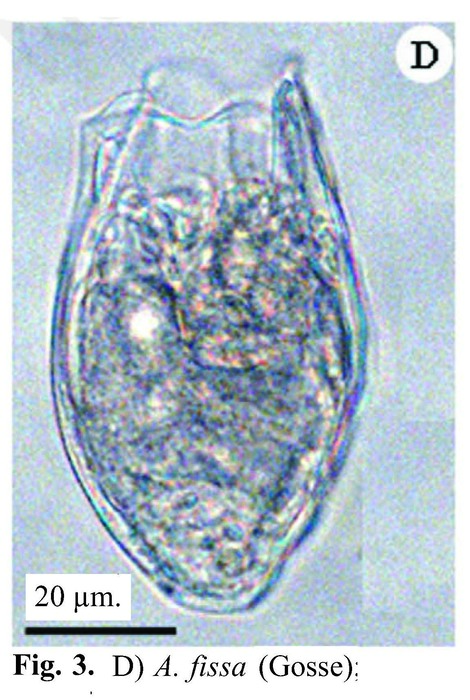 Anuraeopsis fissa Anuraeopsis fissa