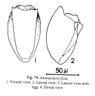 Anuraeopsis fissa