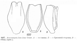 Anuraeopsis fissa