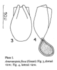 Anuraeopsis fissa