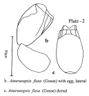 Anuraeopsis fissa