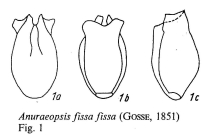 Anuraeopsis fissa