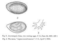 Anuraeopsis fissa