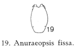 Anuraeopsis fissa
