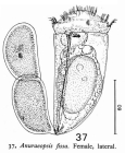 Anuraeopsis fissa