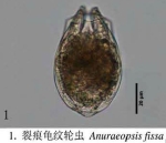 Anuraeopsis fissa