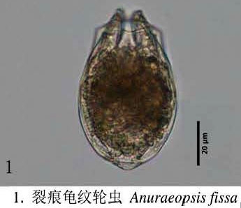 Anuraeopsis fissa Anuraeopsis fissa