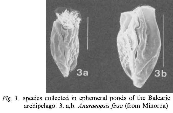 Anuraeopsis fissa Anuraeopsis fissa