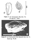 Anuraeopsis fissa