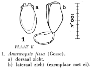 Anuraeopsis fissa
