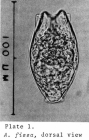 Anuraeopsis fissa