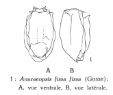 Anuraeopsis fissa
