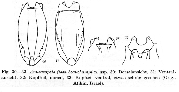 Anuraeopsis fissa beauchampi - Original description image