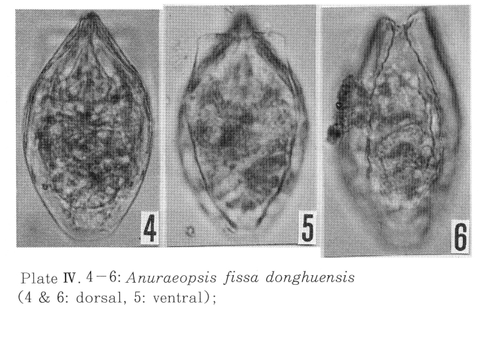 Anuraeopsis fissa donghuensis