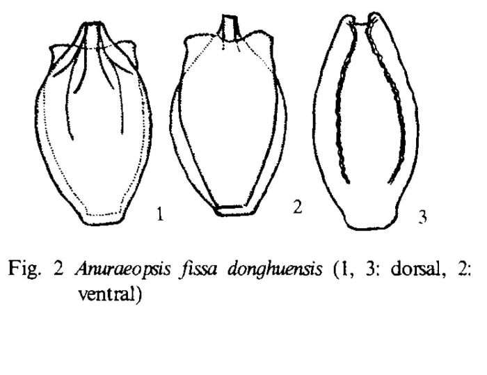 Anuraeopsis fissa donghuensis - Original description image