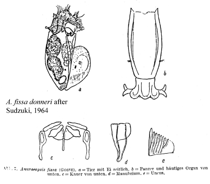 Anuraeopsis fissa donneri Anuraeopsis fissa donneri