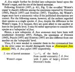 Anuraeopsis fissa donneri - Original description image