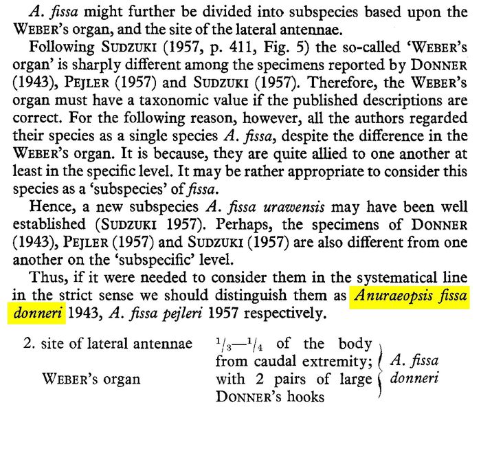 Anuraeopsis fissa donneri - Original description image