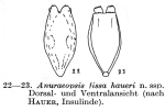 Anuraeopsis fissa haueri - Original description image