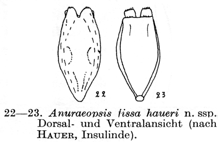 Anuraeopsis fissa haueri - Original description image