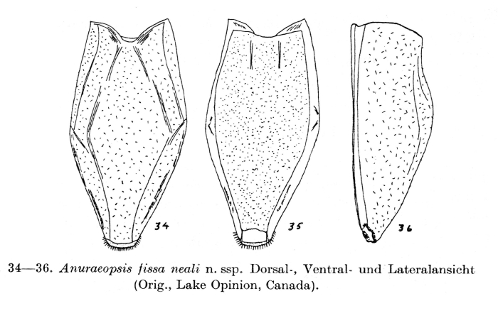 Anuraeopsis fissa neali - Original description image