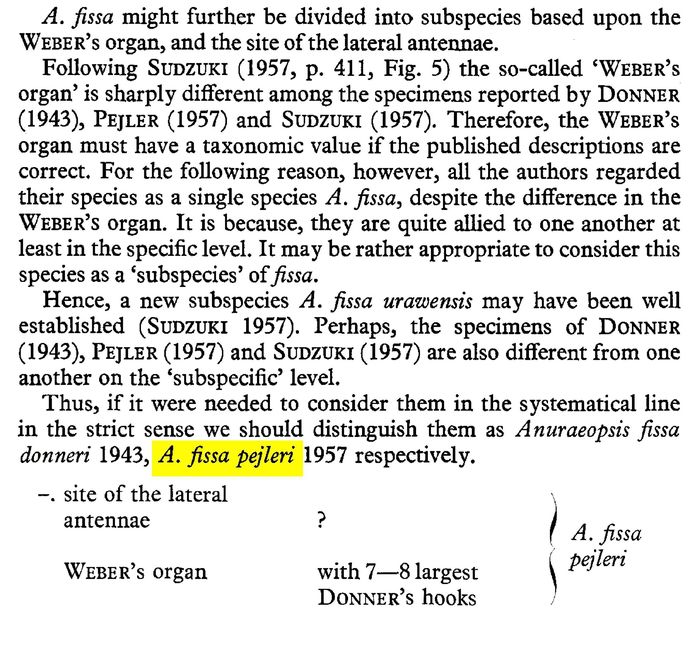 Anuraeopsis fissa pejleri - Original description image