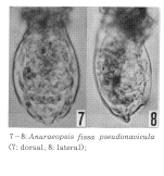 Anuraeopsis fissa pseudonavicula