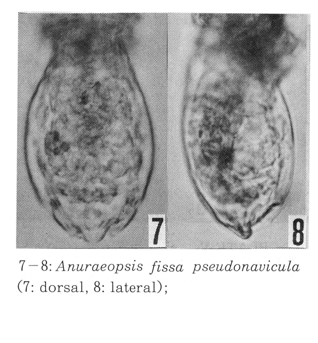 Anuraeopsis fissa pseudonavicula