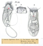 Anuraeopsis hypelasma