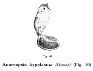 Anuraeopsis hypelasma