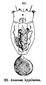 Anuraeopsis hypelasma