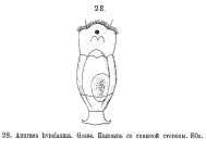 Anuraeopsis hypelasma