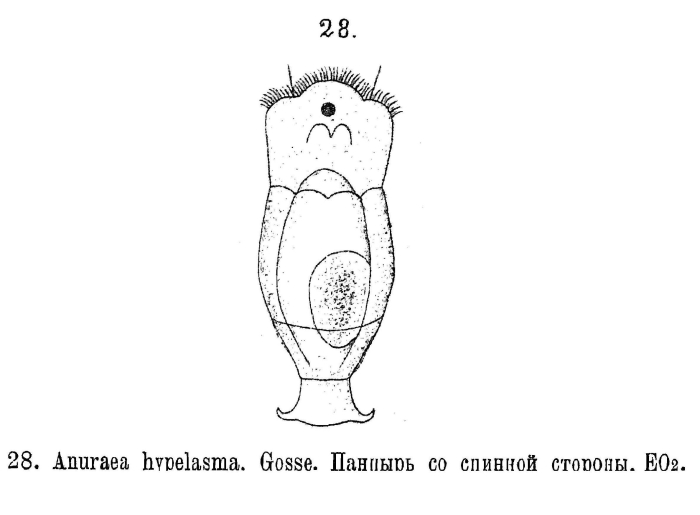 Anuraeopsis hypelasma Anuraeopsis hypelasma