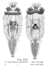 Anuraeopsis hypelasma