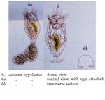 Anuraeopsis hypelasma - Original description image