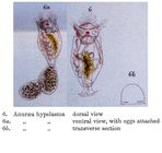 Anuraeopsis hypelasma