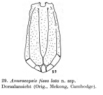 Anuraeopsis lata - Original description image