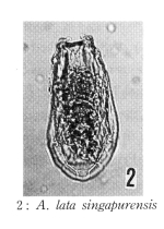 Anuraeopsis lata singapurensis - Original description image