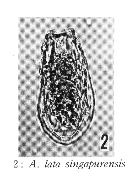 Anuraeopsis lata singapurensis - Original description image