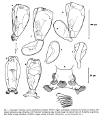 Anuraeopsis miracleae